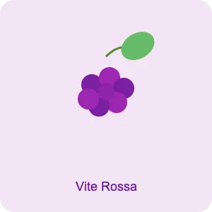 Vite rossa - ingrediente Slimique per la pelle
